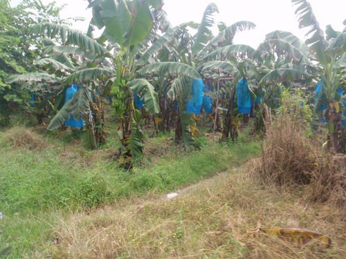 Ripening Bananas, protected from birds, insects, and animals.